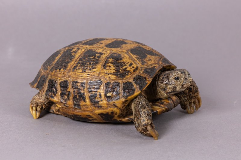 Чучело среднеазиатской черепахи (Testudo horsfieldii Gray, 1844)