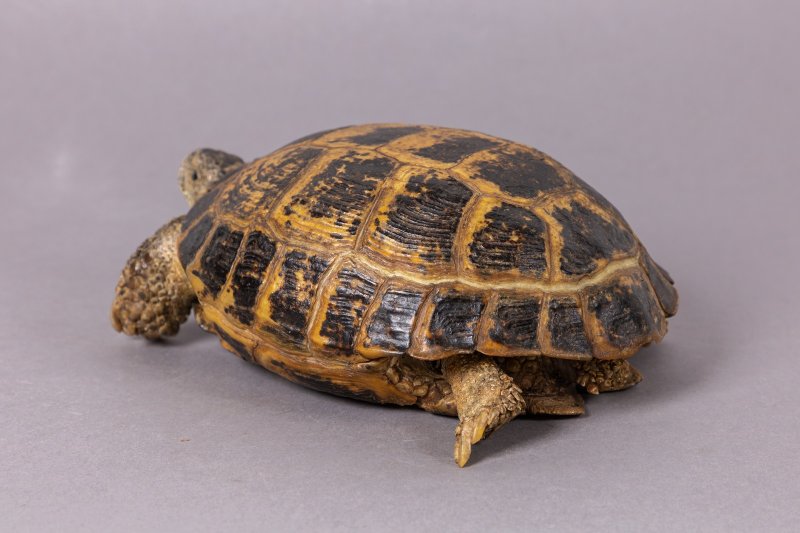 Чучело среднеазиатской черепахи (Testudo horsfieldii Gray, 1844)