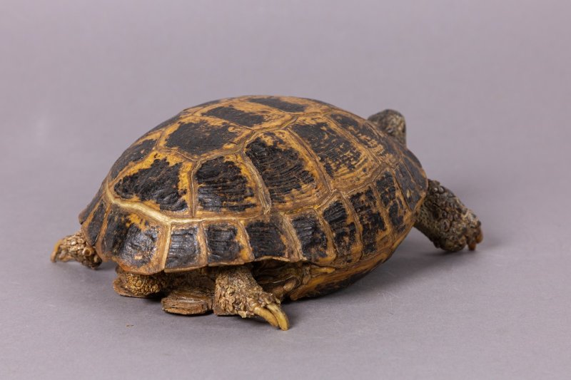 Чучело среднеазиатской черепахи (Testudo horsfieldii Gray, 1844)