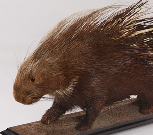 Гребенчатый дикобраз Hystrix cristata