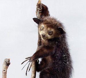 Руконожка, или ай-ай Daubentonia madagascariensis